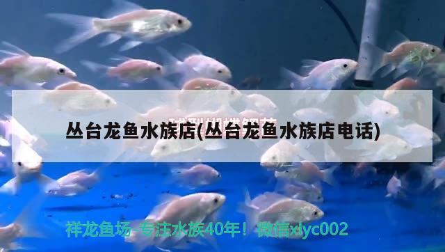 叢臺龍魚水族店(叢臺龍魚水族店電話)