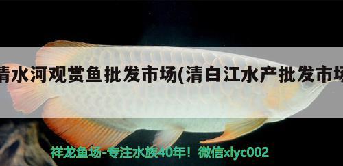 清水河觀賞魚批發(fā)市場(chǎng)(清白江水產(chǎn)批發(fā)市場(chǎng)) 觀賞魚批發(fā)