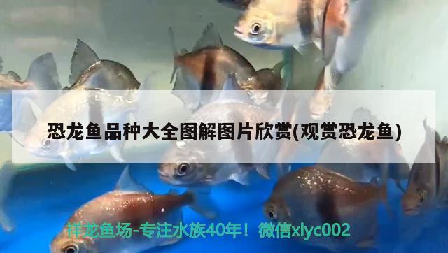 恐龍魚(yú)品種大全圖解圖片欣賞(觀賞恐龍魚(yú)) 羅漢魚(yú)