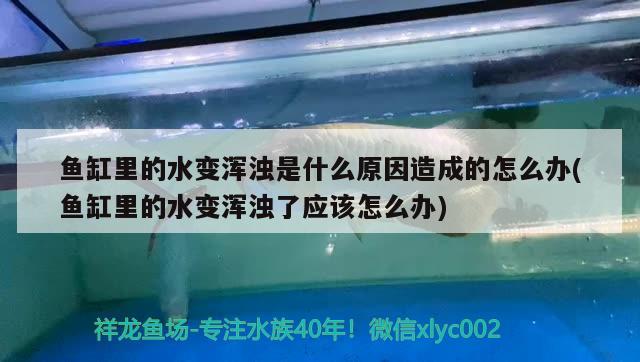 魚缸里的水變渾濁是什么原因造成的怎么辦(魚缸里的水變渾濁了應(yīng)該怎么辦)