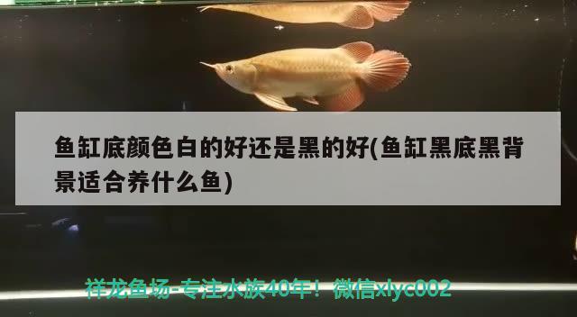 魚缸底顏色白的好還是黑的好(魚缸黑底黑背景適合養(yǎng)什么魚) 銀龍魚百科