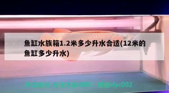 魚缸水族箱1.2米多少升水合適(12米的魚缸多少升水) 魚缸/水族箱