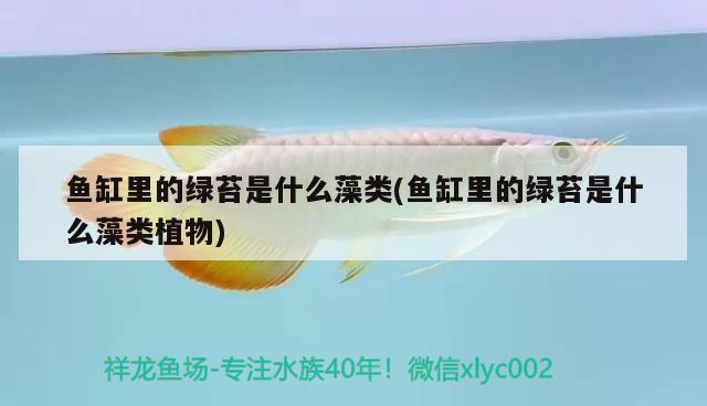 魚缸里的綠苔是什么藻類(魚缸里的綠苔是什么藻類植物)