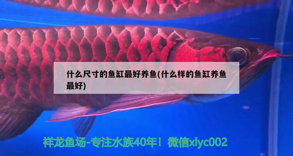 什么尺寸的魚(yú)缸最好養(yǎng)魚(yú)(什么樣的魚(yú)缸養(yǎng)魚(yú)最好) 白化火箭魚(yú)