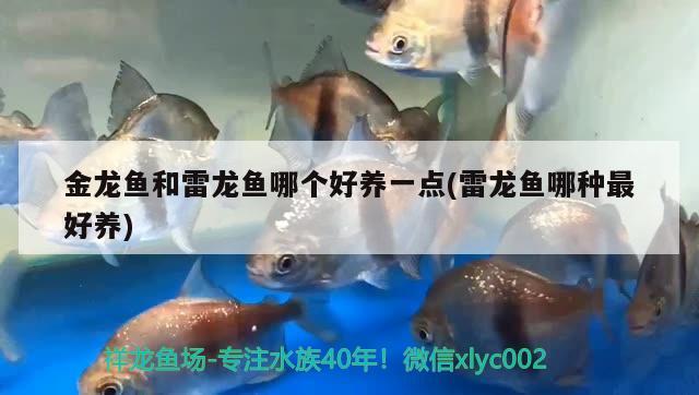 金龍魚(yú)和雷龍魚(yú)哪個(gè)好養(yǎng)一點(diǎn)(雷龍魚(yú)哪種最好養(yǎng)) 熊貓異形魚(yú)L46