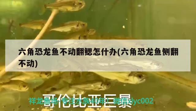 六角恐龍魚不動翻鰓怎什辦(六角恐龍魚側(cè)翻不動) 祥龍龍魚專用水族燈