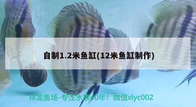 自制1.2米魚缸(12米魚缸制作) 祥龍傳奇品牌魚缸