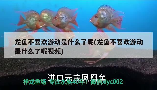 龍魚不喜歡游動是什么了呢(龍魚不喜歡游動是什么了呢視頻) 藍底過背金龍魚