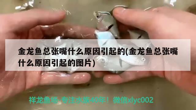 金龍魚總張嘴什么原因引起的(金龍魚總張嘴什么原因引起的圖片)