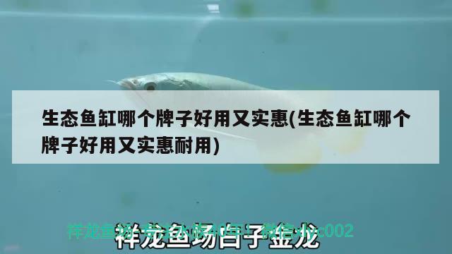 生態(tài)魚缸哪個牌子好用又實惠(生態(tài)魚缸哪個牌子好用又實惠耐用) 稀有紅龍品種