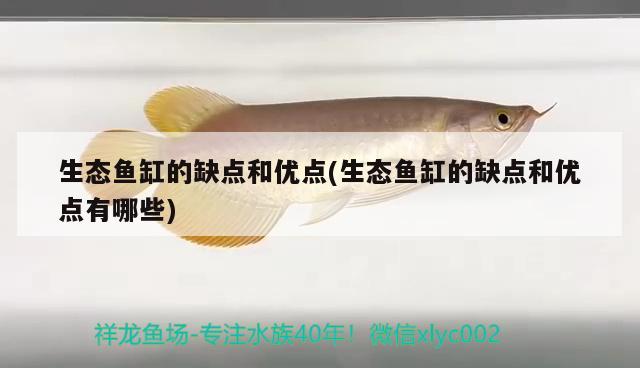 生態(tài)魚缸的缺點和優(yōu)點(生態(tài)魚缸的缺點和優(yōu)點有哪些) 印尼虎苗