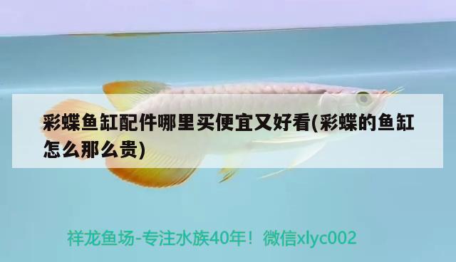 彩蝶魚缸配件哪里買便宜又好看(彩蝶的魚缸怎么那么貴)