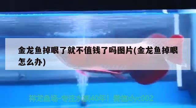 金龍魚掉眼了就不值錢了嗎圖片(金龍魚掉眼怎么辦)