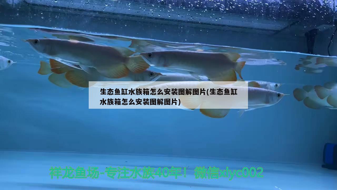 生態(tài)魚缸水族箱怎么安裝圖解圖片(生態(tài)魚缸水族箱怎么安裝圖解圖片) 魚缸/水族箱