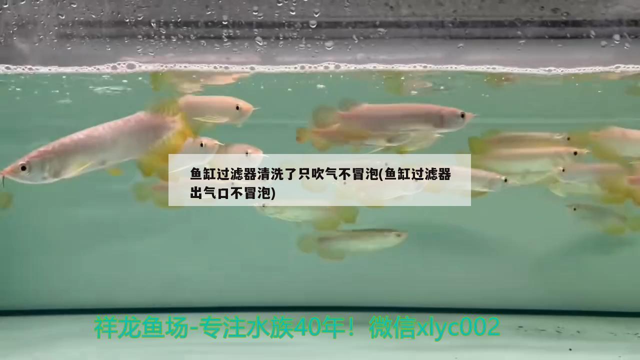 魚缸過濾器清洗了只吹氣不冒泡(魚缸過濾器出氣口不冒泡) 撒旦鴨嘴魚