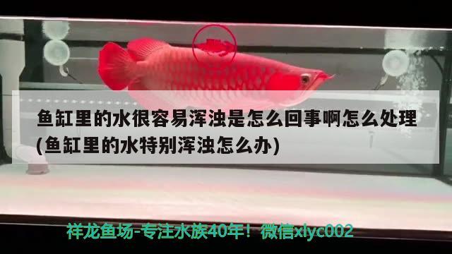 魚缸里的水很容易渾濁是怎么回事啊怎么處理(魚缸里的水特別渾濁怎么辦) 金龍魚百科