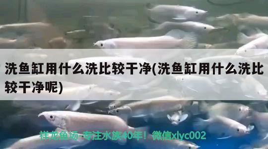 洗魚缸用什么洗比較干凈(洗魚缸用什么洗比較干凈呢) 白子紅龍魚