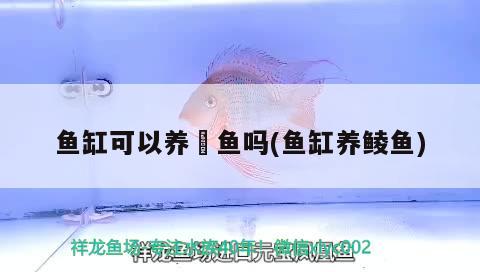 魚缸可以養(yǎng)鮰魚嗎(魚缸養(yǎng)鯪魚) 養(yǎng)魚知識(shí)