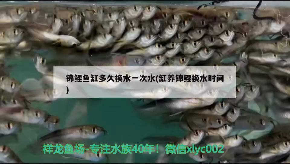 錦鯉魚缸多久換水一次水(缸養(yǎng)錦鯉換水時(shí)間) 狗仔（招財(cái)貓)魚苗