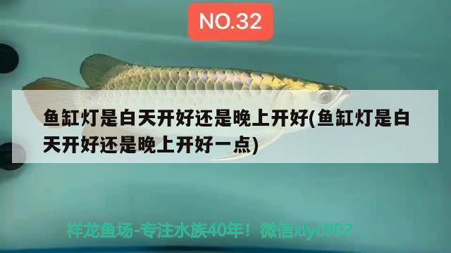 魚缸燈是白天開好還是晚上開好(魚缸燈是白天開好還是晚上開好一點) 紅老虎魚