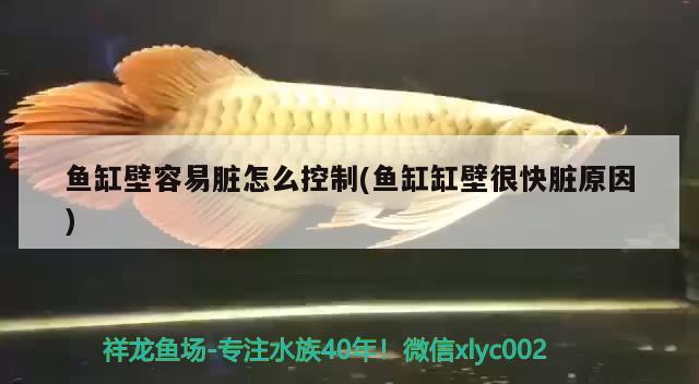 魚缸壁容易臟怎么控制(魚缸缸壁很快臟原因) 賽級紅龍魚