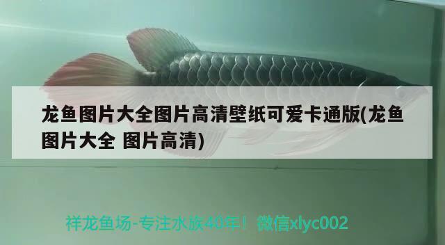 龍魚圖片大全圖片高清壁紙可愛卡通版(龍魚圖片大全圖片高清)