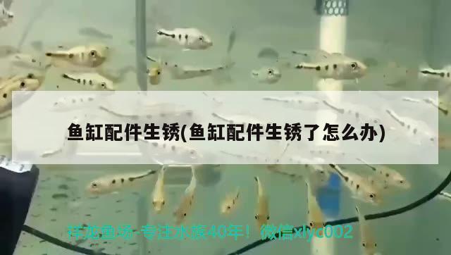 魚缸配件生銹(魚缸配件生銹了怎么辦) 豹紋夫魚苗