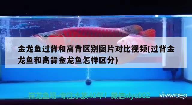 金龍魚過背和高背區(qū)別圖片對比視頻(過背金龍魚和高背金龍魚怎樣區(qū)分) 高背金龍魚