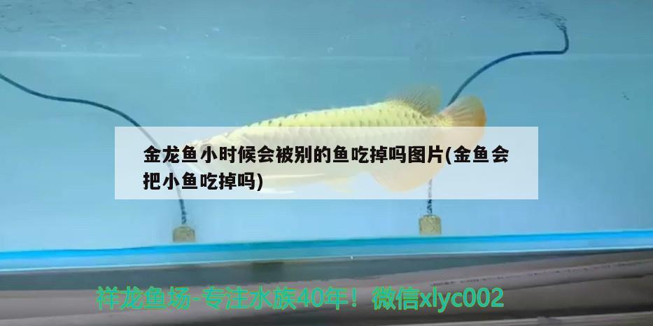 金龍魚(yú)小時(shí)候會(huì)被別的魚(yú)吃掉嗎圖片(金魚(yú)會(huì)把小魚(yú)吃掉嗎)