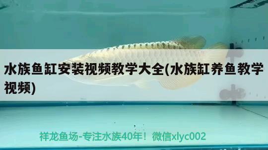 水族魚缸安裝視頻教學(xué)大全(水族缸養(yǎng)魚教學(xué)視頻) 虎紋銀版魚