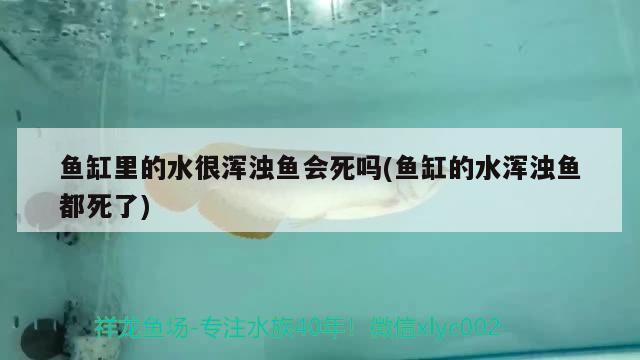 魚缸里的水很渾濁魚會(huì)死嗎(魚缸的水渾濁魚都死了) 觀賞魚百科