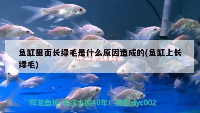 魚(yú)缸里面長(zhǎng)綠毛是什么原因造成的(魚(yú)缸上長(zhǎng)綠毛) 白玉紅龍魚(yú)