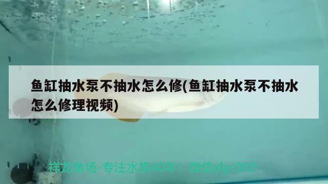 魚缸抽水泵不抽水怎么修(魚缸抽水泵不抽水怎么修理視頻)