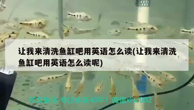 讓我來清洗魚缸吧用英語怎么讀(讓我來清洗魚缸吧用英語怎么讀呢)