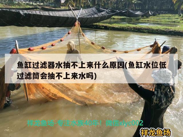 魚缸過濾器水抽不上來什么原因(魚缸水位低過濾筒會抽不上來水嗎) 紅龍福龍魚