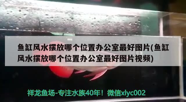 魚缸風水擺放哪個位置辦公室最好圖片(魚缸風水擺放哪個位置辦公室最好圖片視頻) 魚缸風水