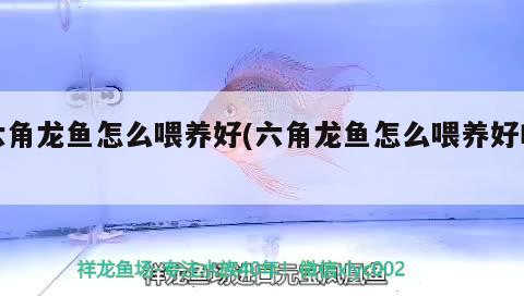 六角龍魚怎么喂養(yǎng)好(六角龍魚怎么喂養(yǎng)好吃) 野生埃及神仙魚