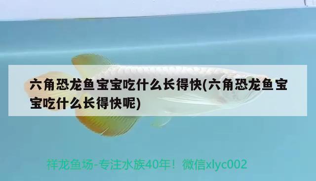 六角恐龍魚寶寶吃什么長(zhǎng)得快(六角恐龍魚寶寶吃什么長(zhǎng)得快呢) 南美異形觀賞魚