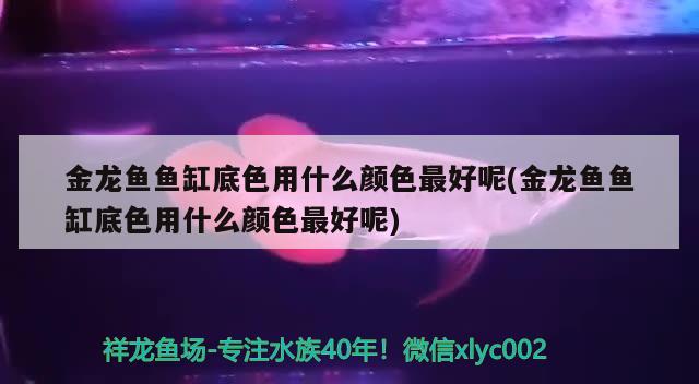 金龍魚魚缸底色用什么顏色最好呢(金龍魚魚缸底色用什么顏色最好呢) 非洲象鼻魚