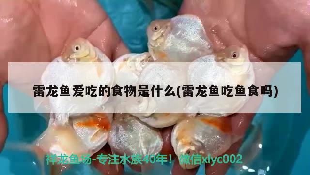 雷龍魚愛吃的食物是什么(雷龍魚吃魚食嗎) 魚缸凈水劑