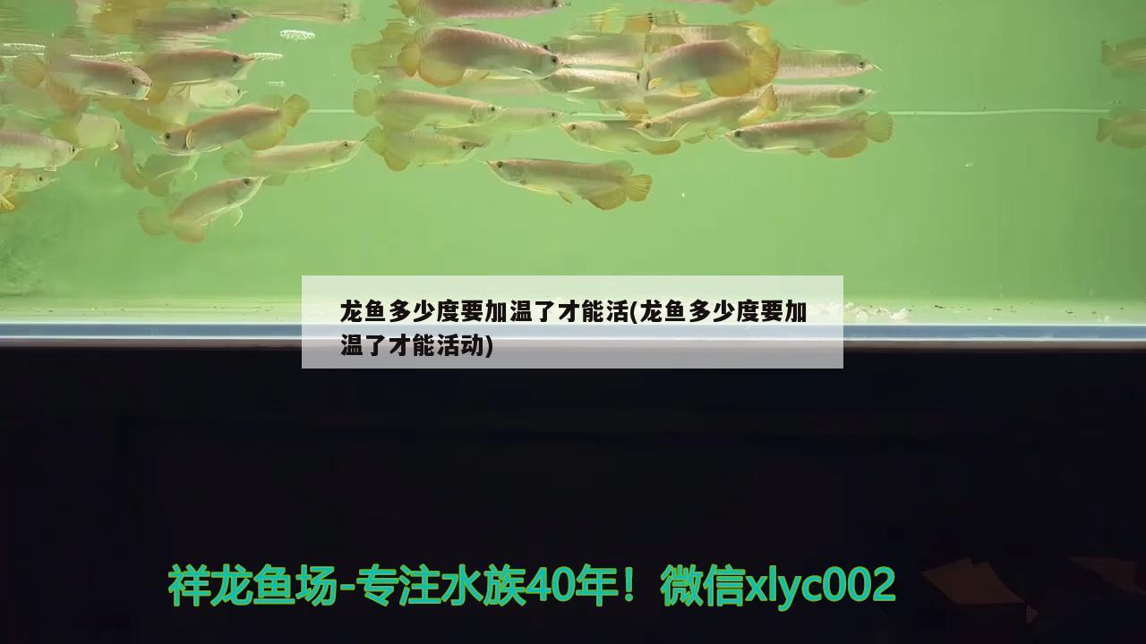 龍魚多少度要加溫了才能活(龍魚多少度要加溫了才能活動(dòng))