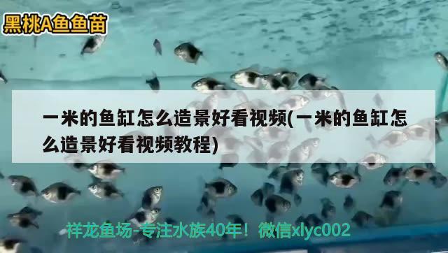 一米的魚缸怎么造景好看視頻(一米的魚缸怎么造景好看視頻教程) 帝王迷宮魚