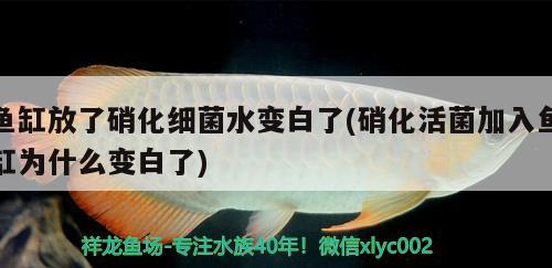 魚缸放了硝化細(xì)菌水變白了(硝化活菌加入魚缸為什么變白了) 硝化細(xì)菌