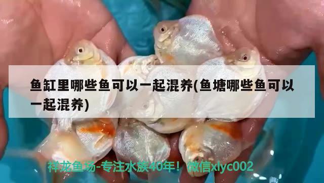 魚(yú)缸里哪些魚(yú)可以一起混養(yǎng)(魚(yú)塘哪些魚(yú)可以一起混養(yǎng))