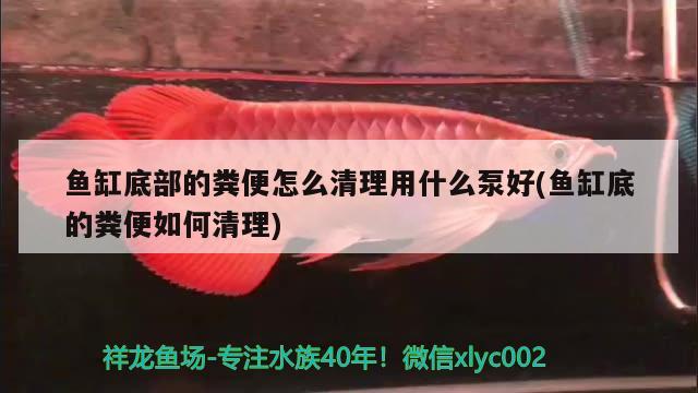 魚缸底部的糞便怎么清理用什么泵好(魚缸底的糞便如何清理) 球鯊魚