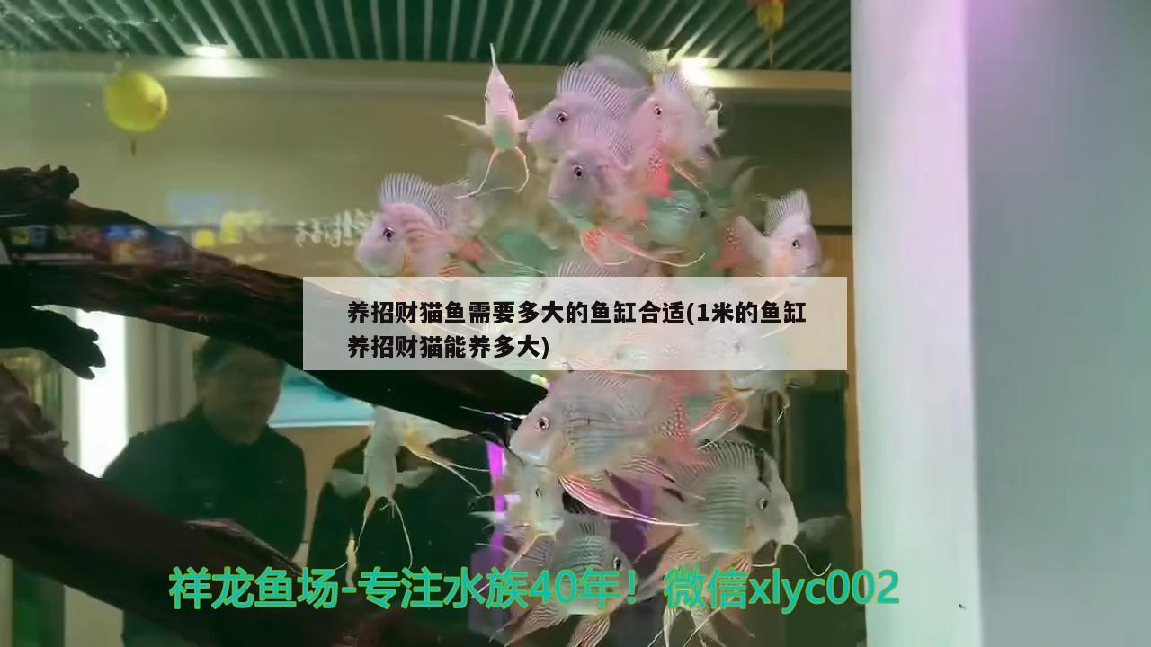 養(yǎng)招財貓魚需要多大的魚缸合適(1米的魚缸養(yǎng)招財貓能養(yǎng)多大) 非洲金鼓魚