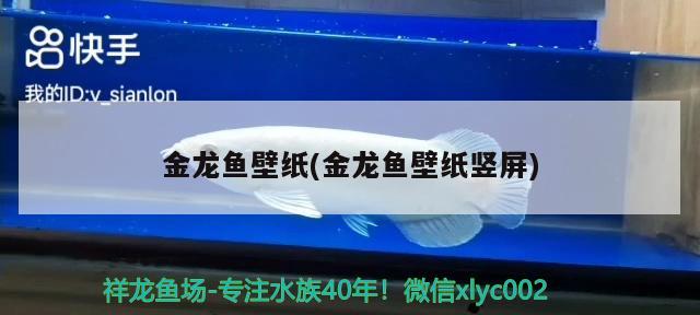 金龍魚壁紙(金龍魚壁紙豎屏) 印尼四紋虎