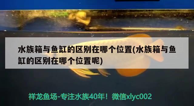 水族箱與魚缸的區(qū)別在哪個位置(水族箱與魚缸的區(qū)別在哪個位置呢)