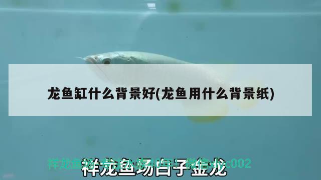 龍魚缸什么背景好(龍魚用什么背景紙) 三間鼠魚