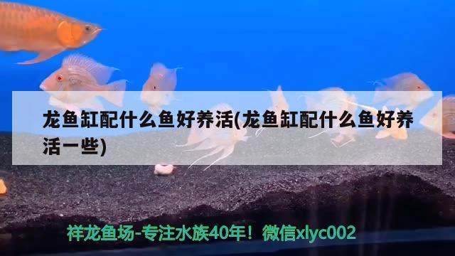 龍魚缸配什么魚好養(yǎng)活(龍魚缸配什么魚好養(yǎng)活一些)